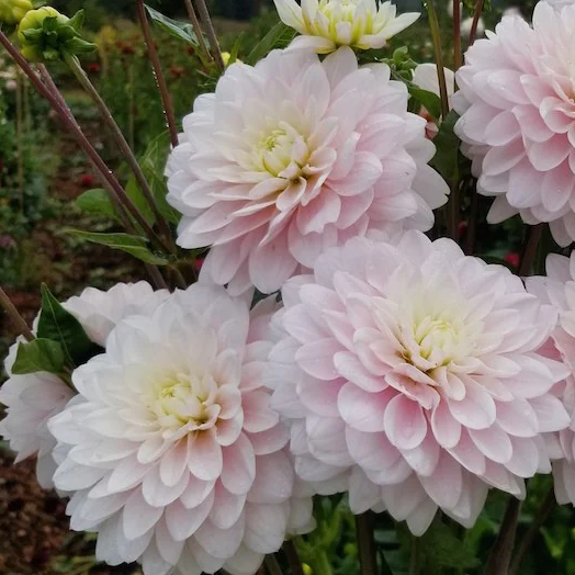 Silver Years - фото 4