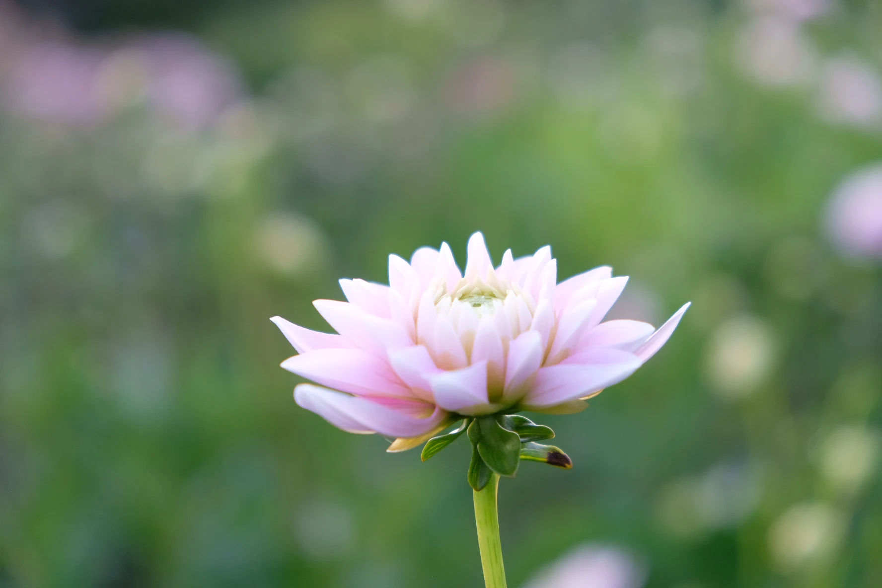 Dapex Pink Delight - фото 3