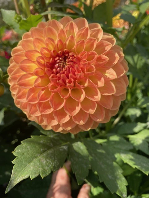 Blyton Softer Gleam - фото 2