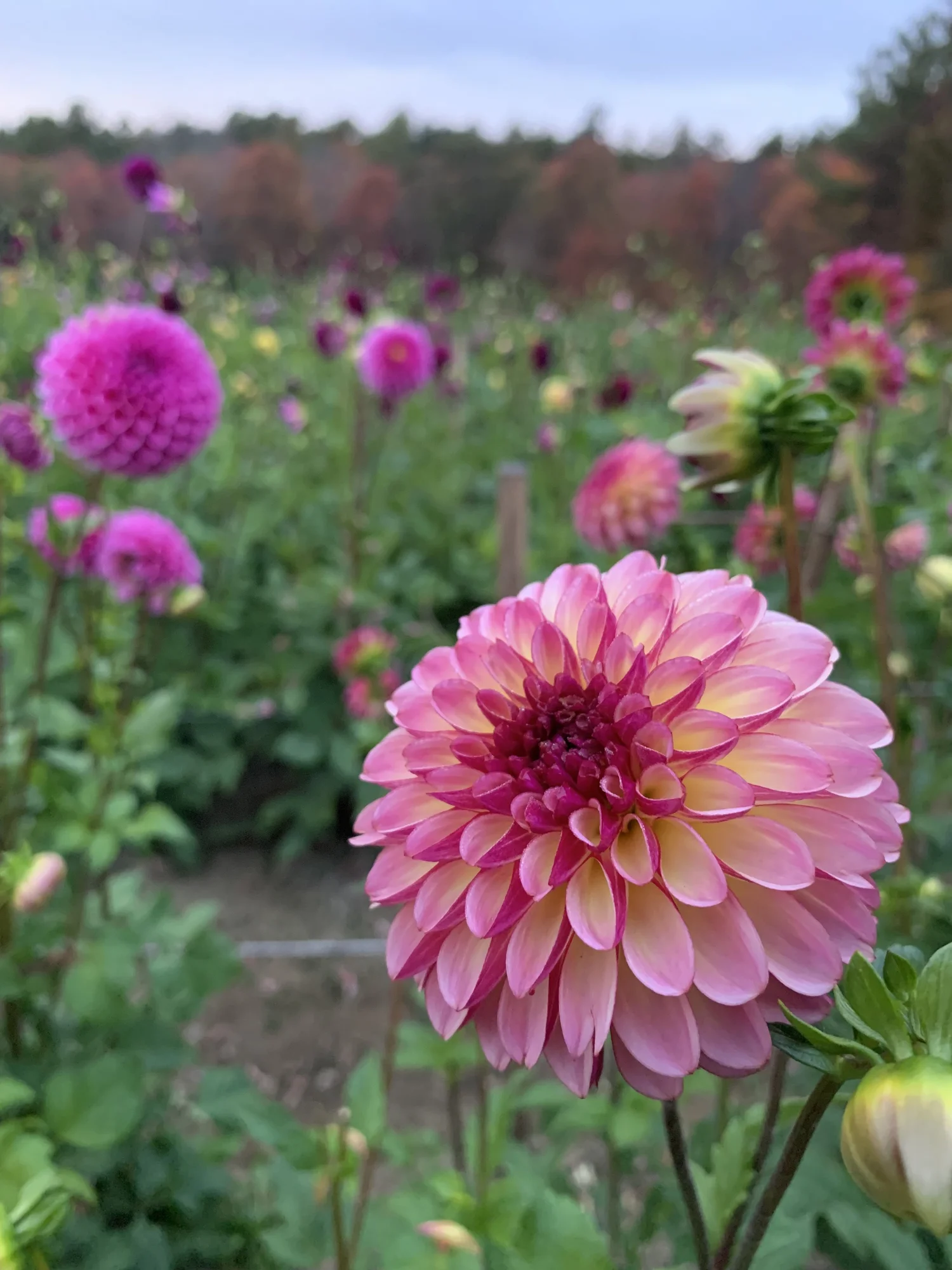 Foxy Lady - фото 3