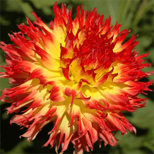 Pinelands Pam - фото 2