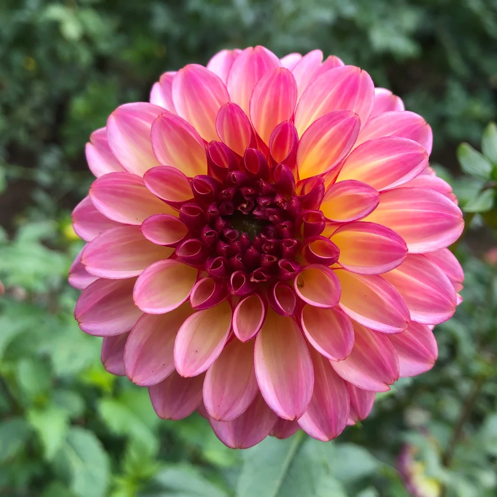 Foxy Lady - фото 4