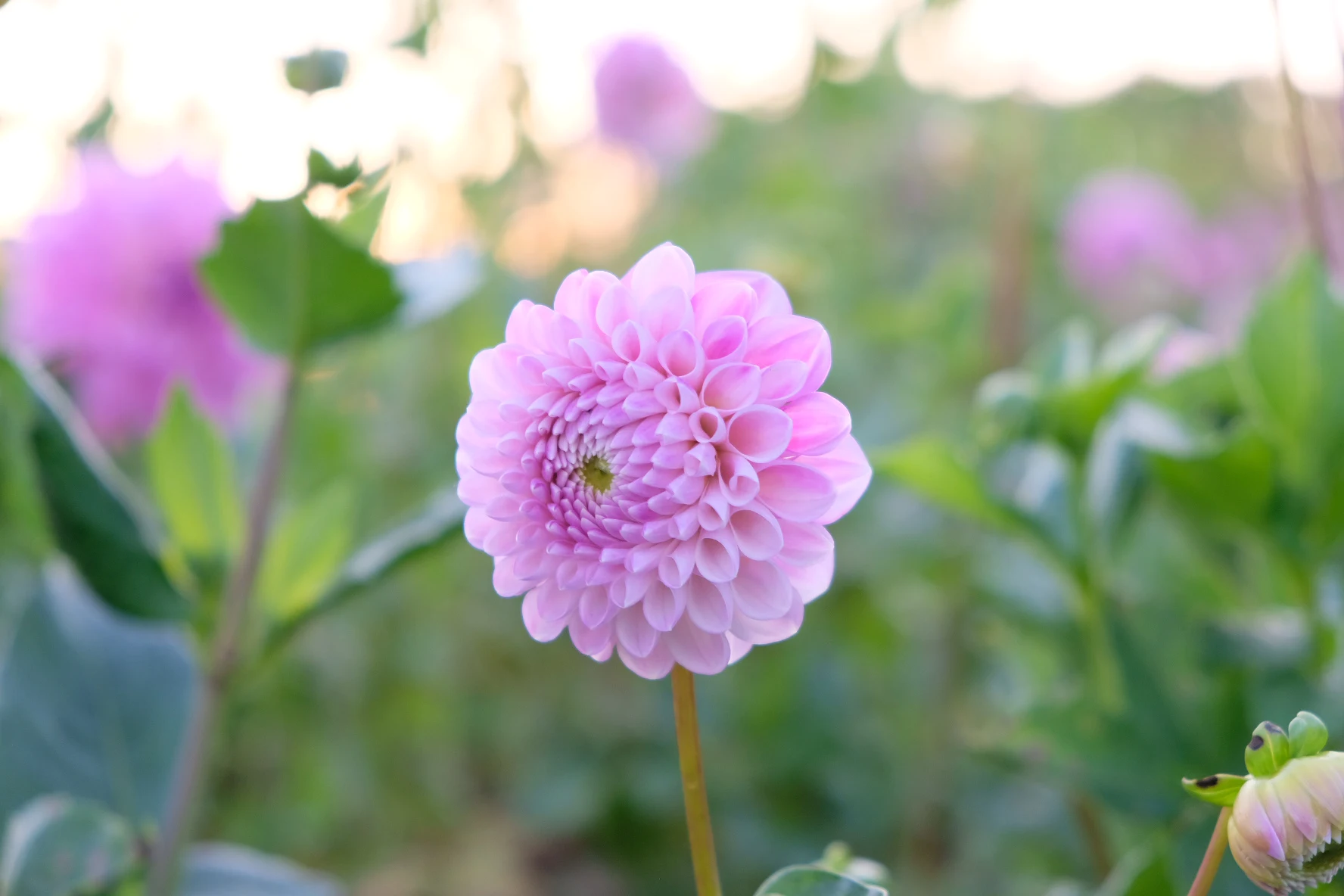 Hapet Rosaly - фото 3