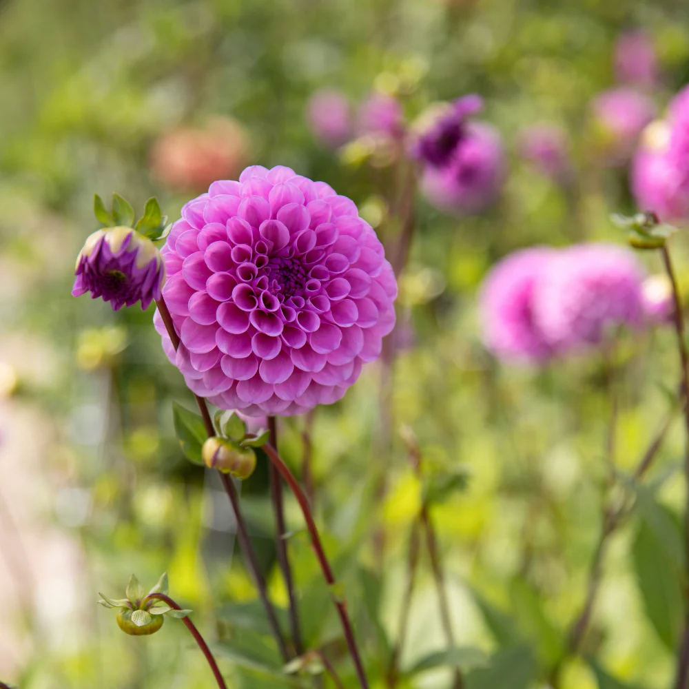 Robann Regal - фото 5