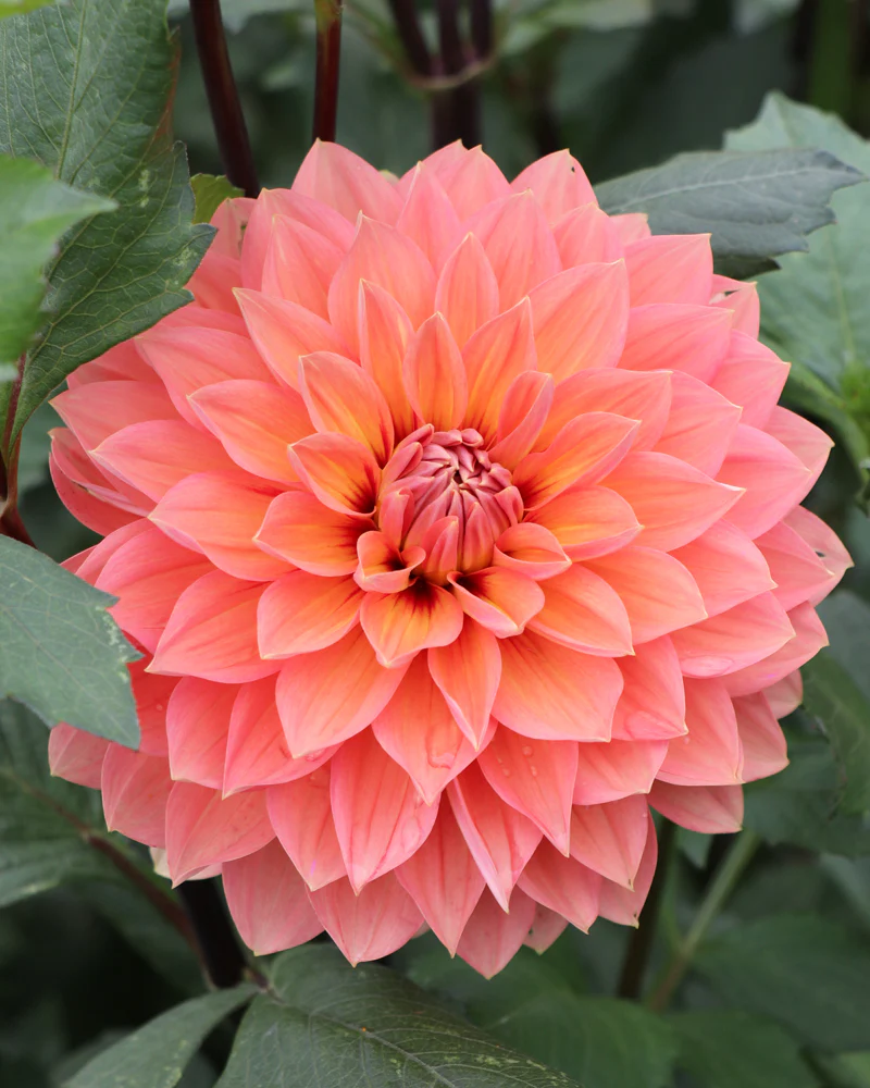 Nicholas - фото 2