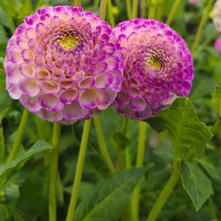 Ping Pong - фото 4