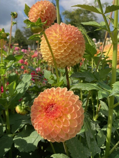 Blyton Softer Gleam - фото 3