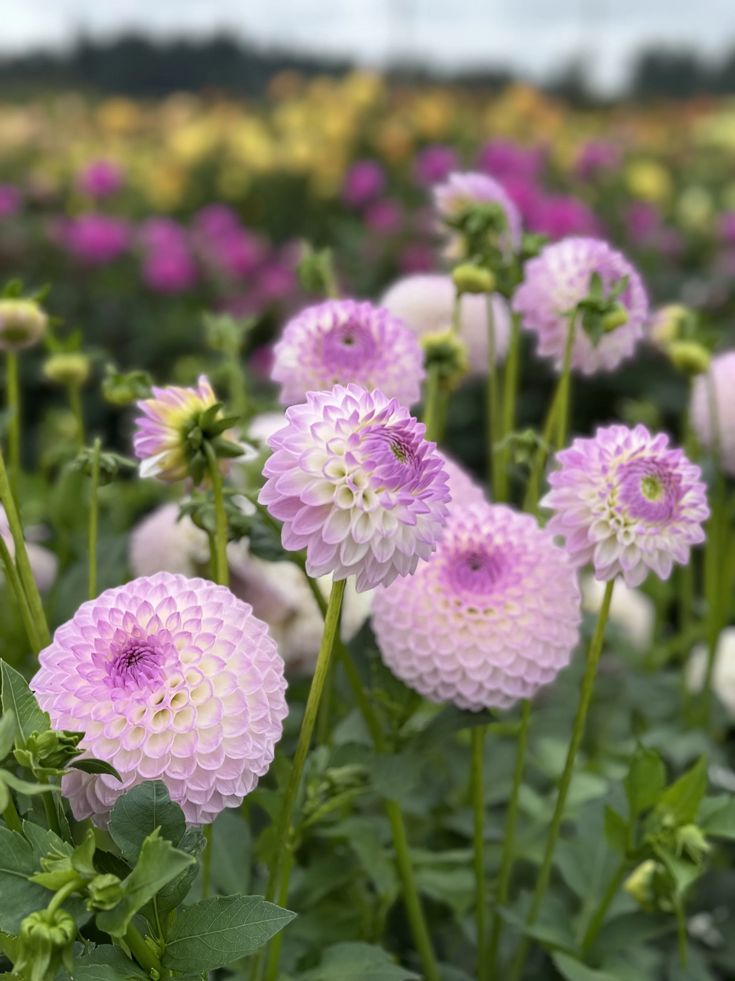 Westerton Ella Grace - фото 4