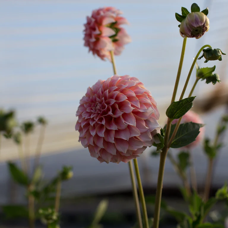 Peaches N Cream - фото 4