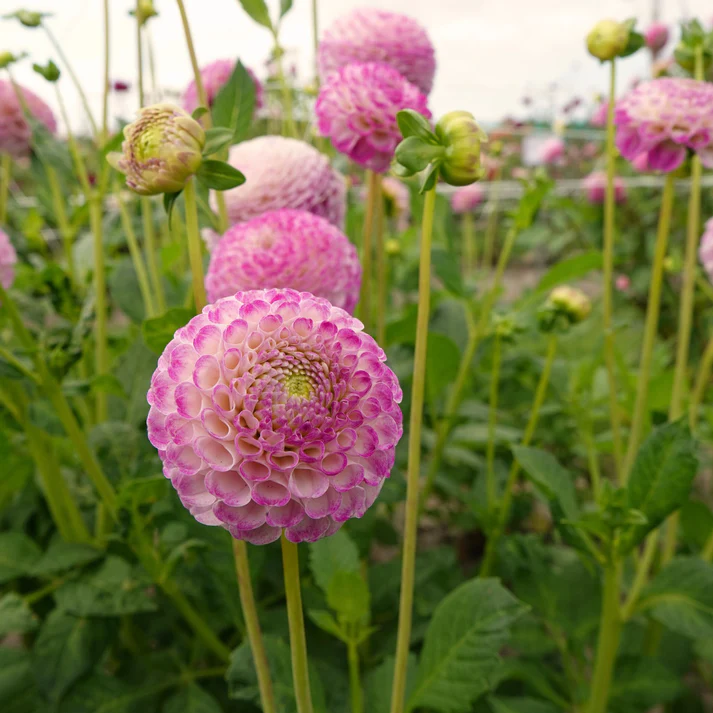 Ping Pong - фото 3