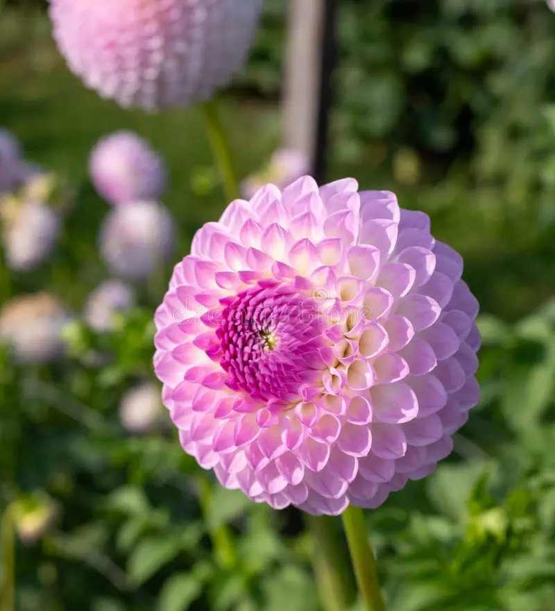 Westerton Ella Grace