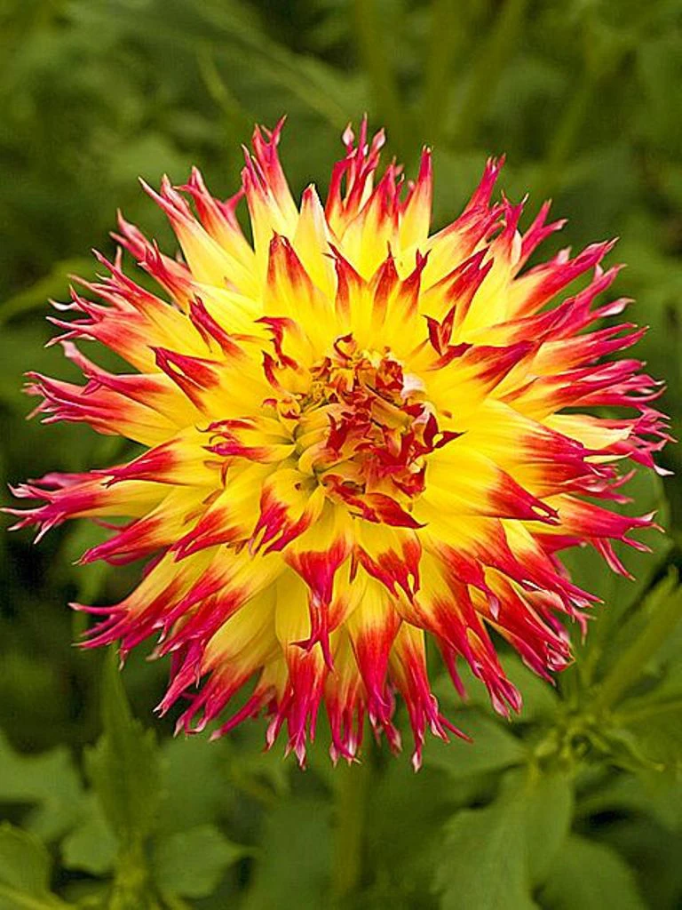 Pinelands Pam - фото 3