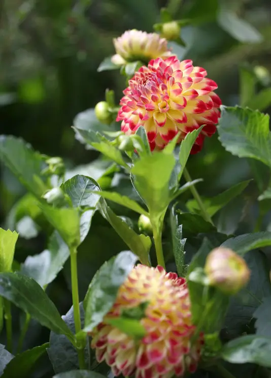 Hapet Duplo - фото 3