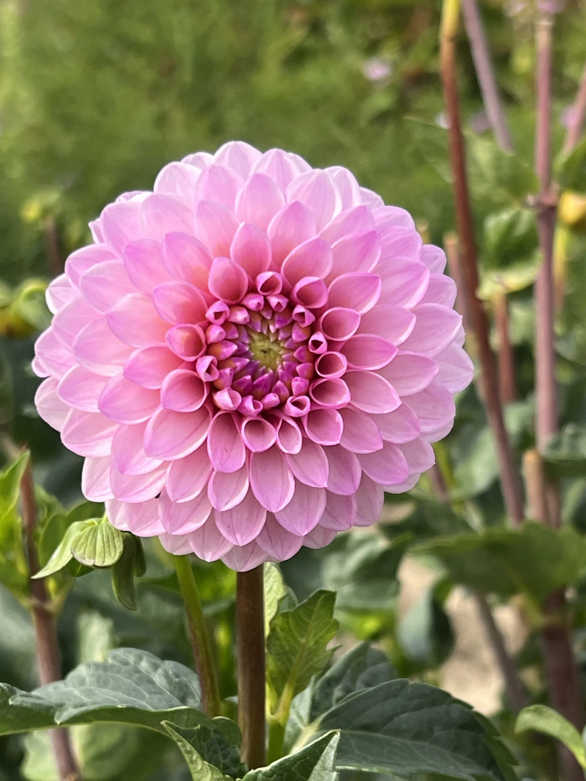 Hapet Rosaly - фото 2