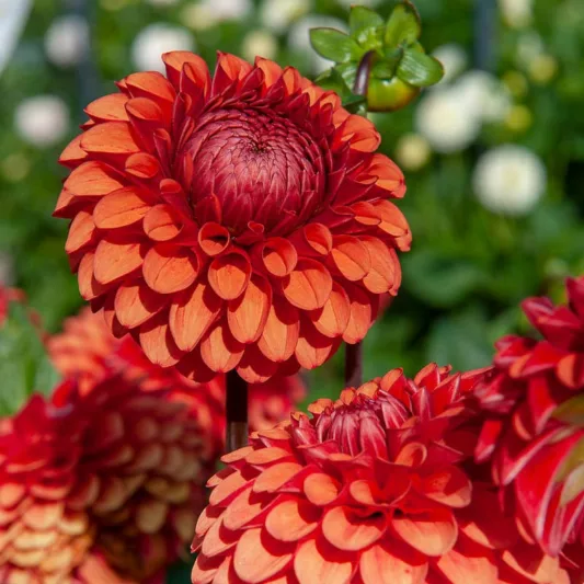 Brown Sugar - фото 2