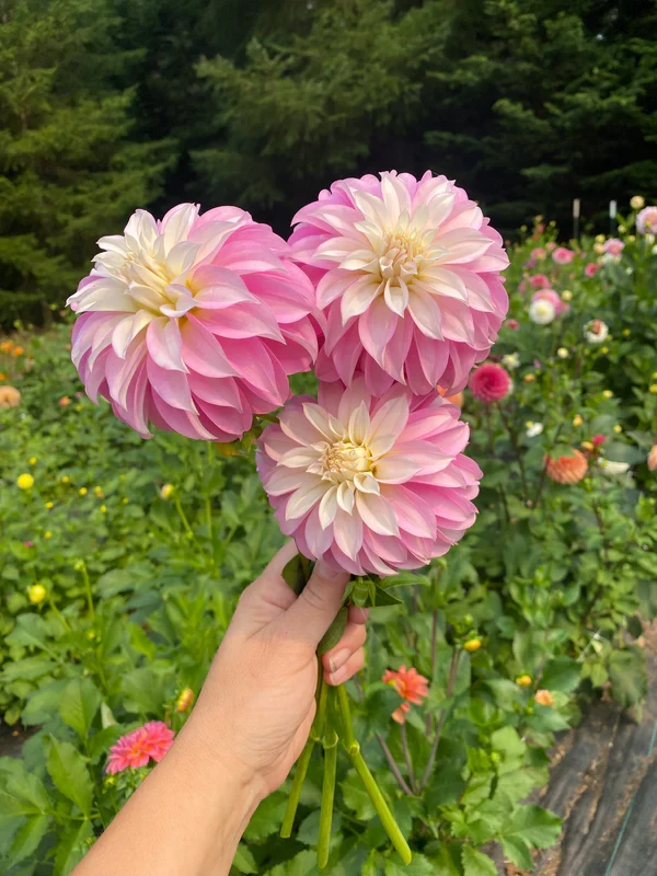 Verrone's DF - фото 3