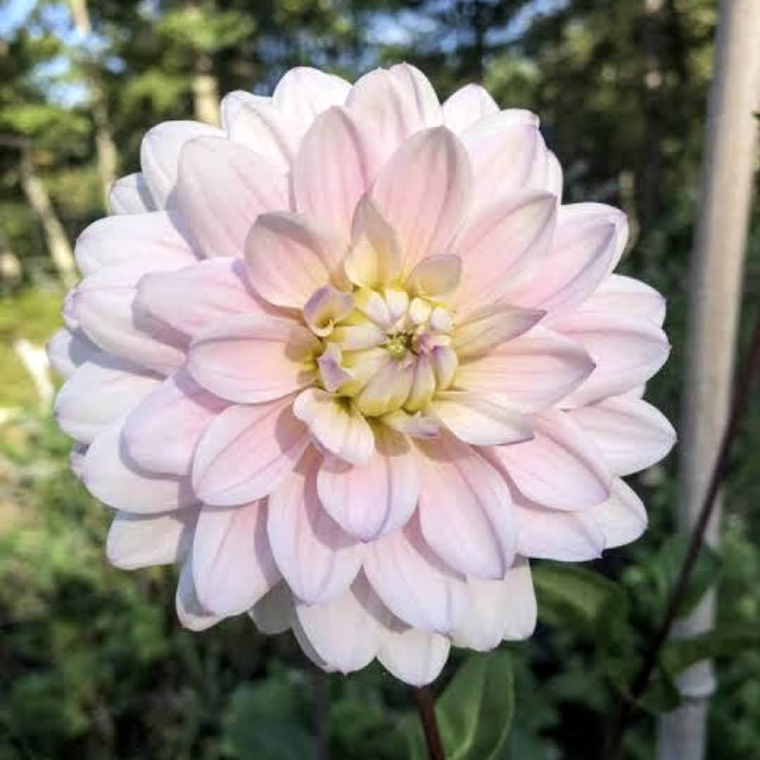 Silver Years - фото 2