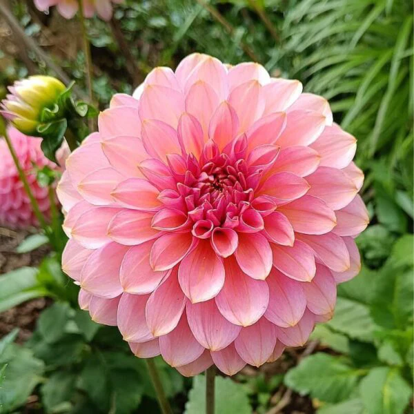 Hapet Daisy - фото 3