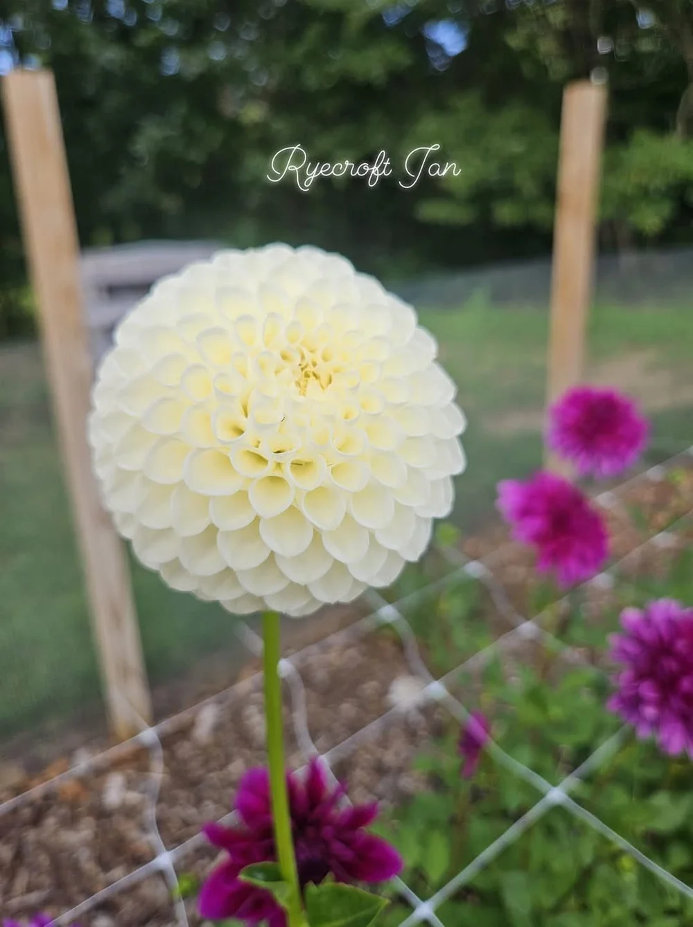 Ryecroft Jan - фото 2