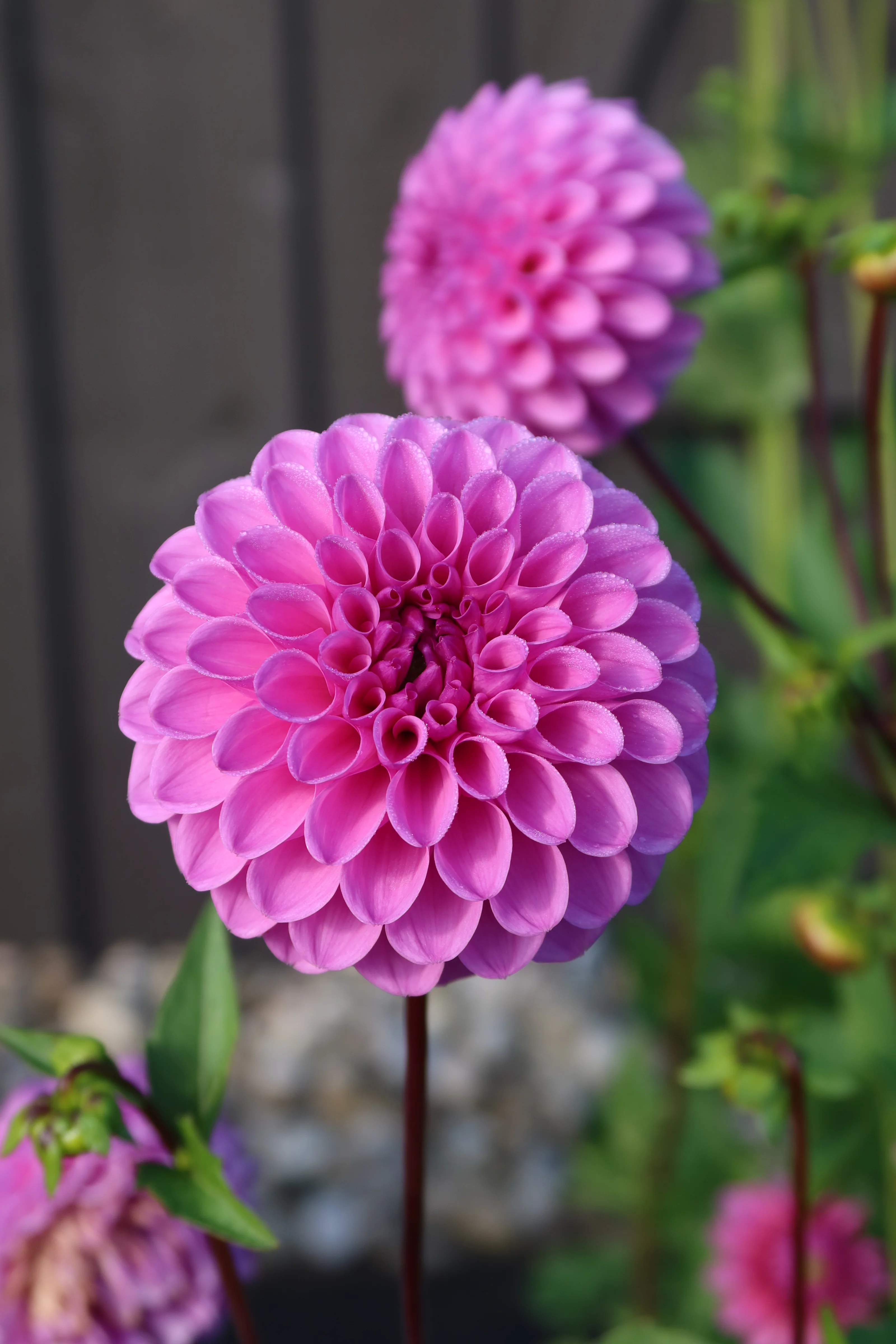 Robann Regal - фото 2