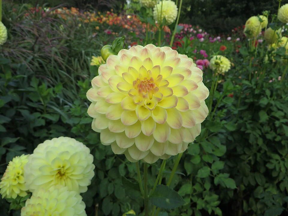 Woodside Finale - фото 3