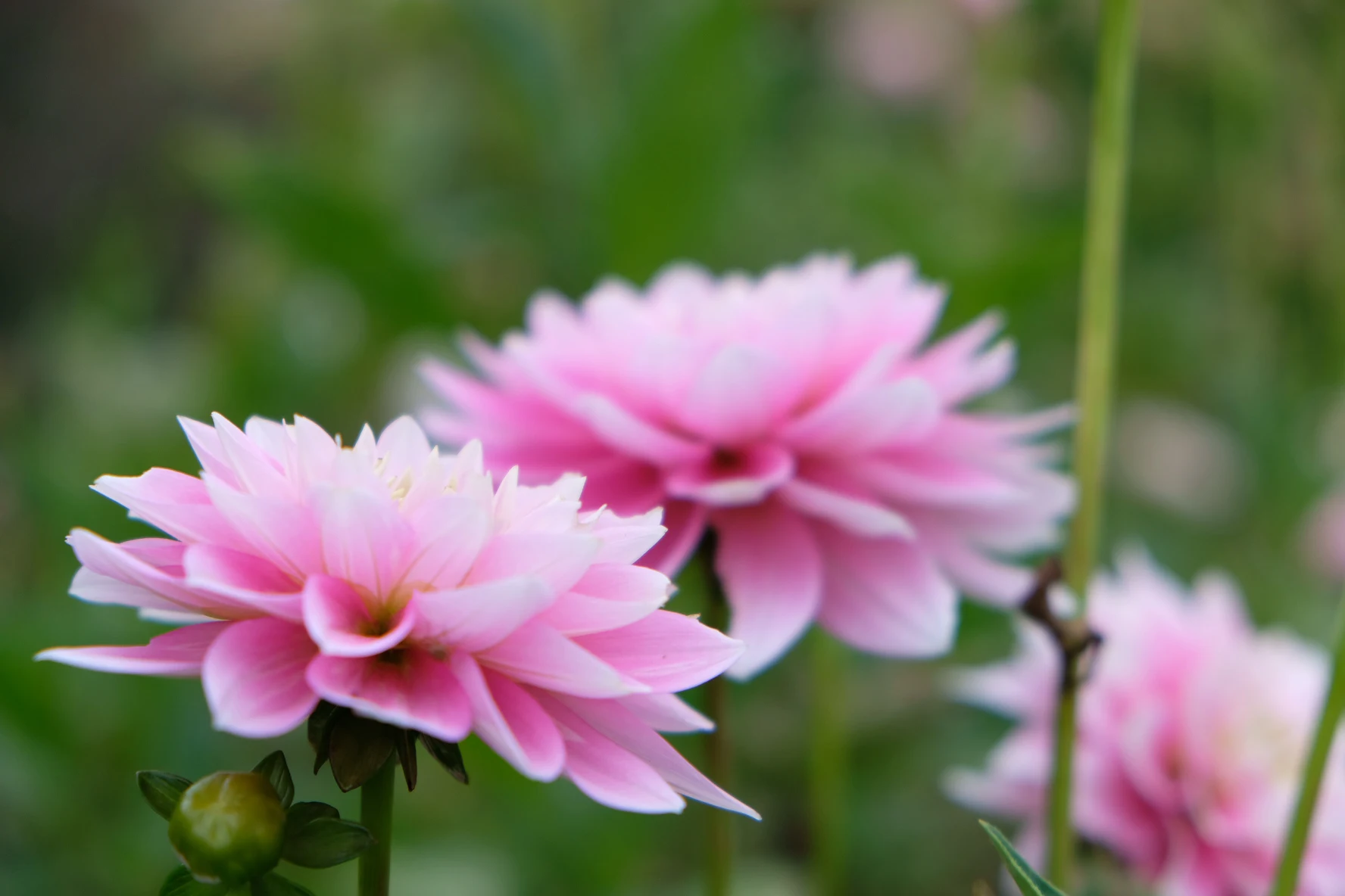 Dapex Pink Delight - фото 2