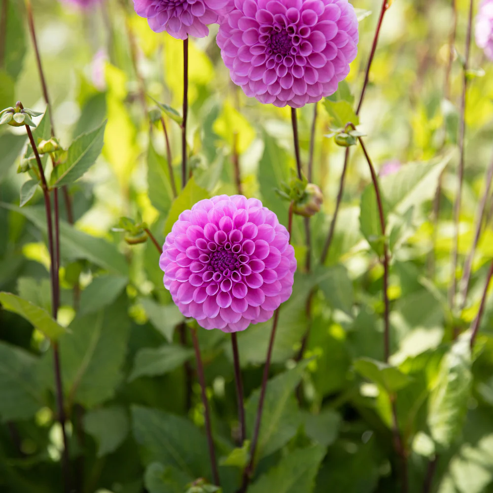 Robann Regal - фото 4