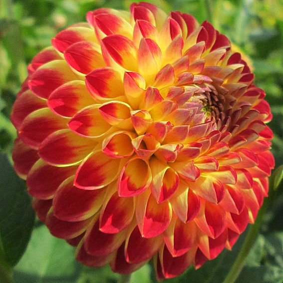 Hapet Duplo - фото 4