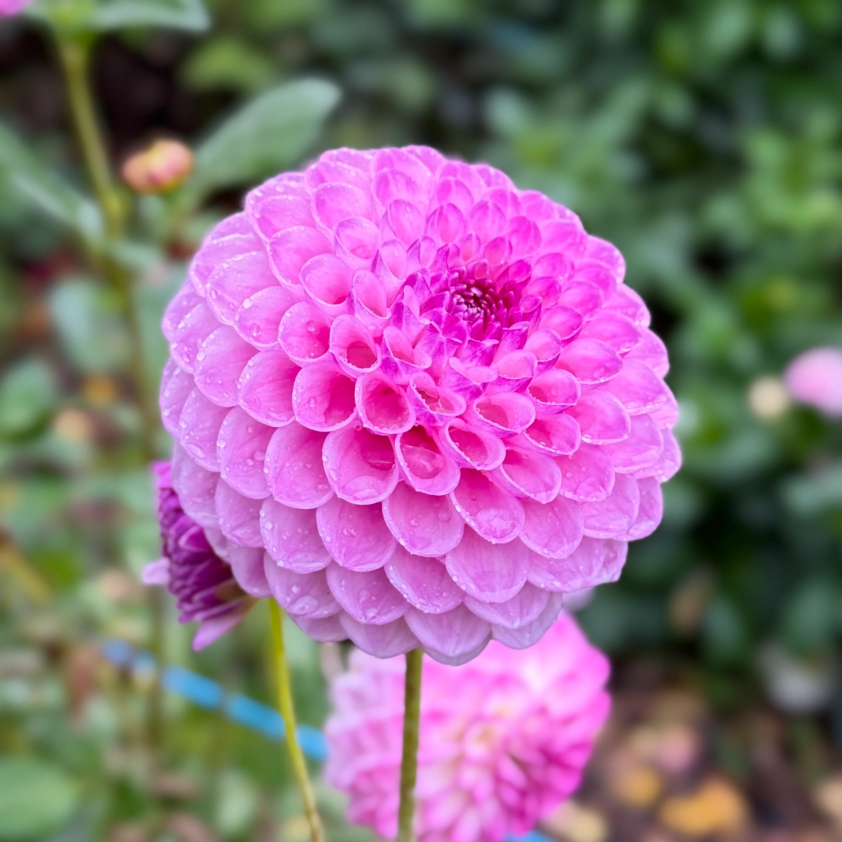 Westerton Ella Grace - фото 2