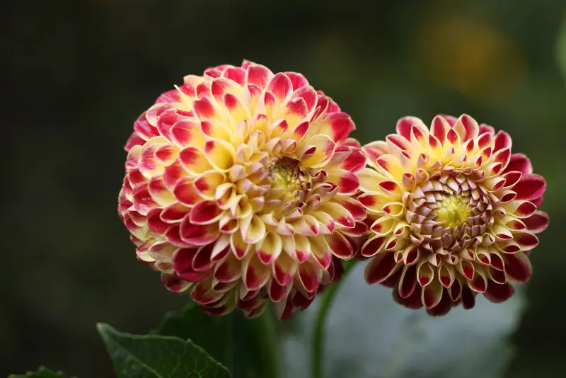 Hapet Duplo - фото 2