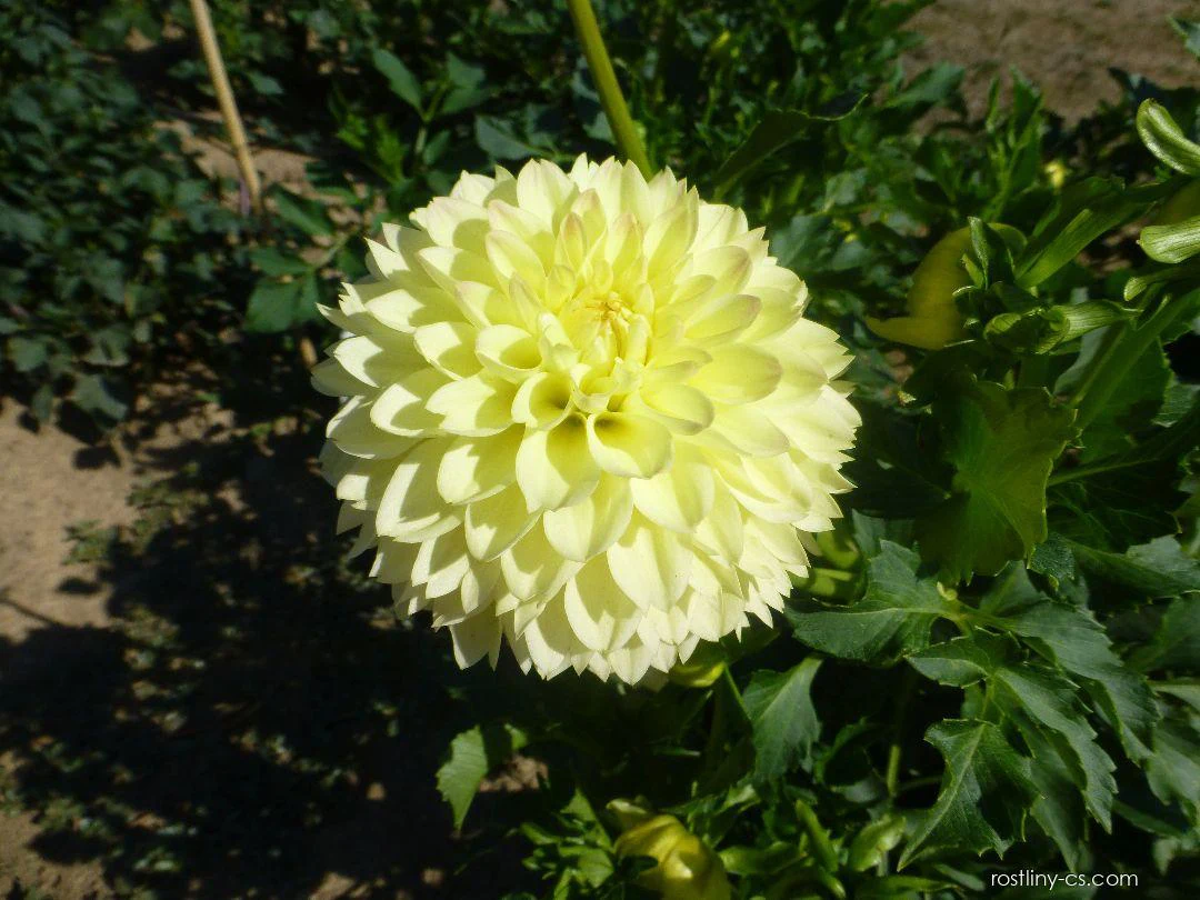 Woodside Finale - фото 2