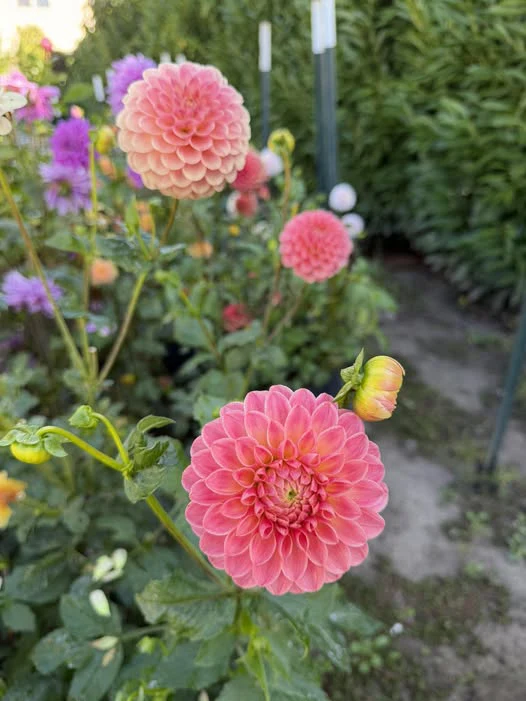 Hapet Daisy - фото 2