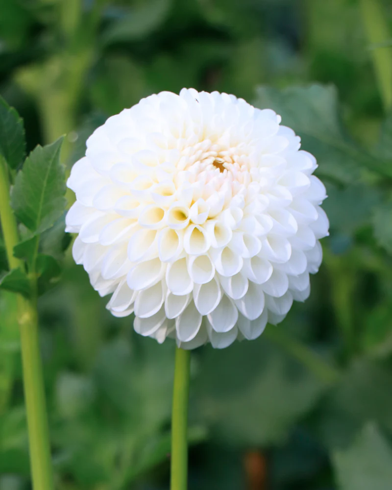 Ryecroft Jan - фото 3