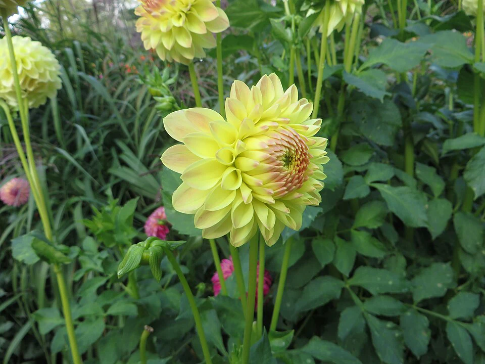 Woodside Finale - фото 4