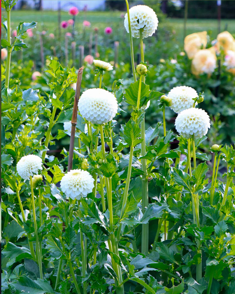 Ryecroft Jan - фото 4