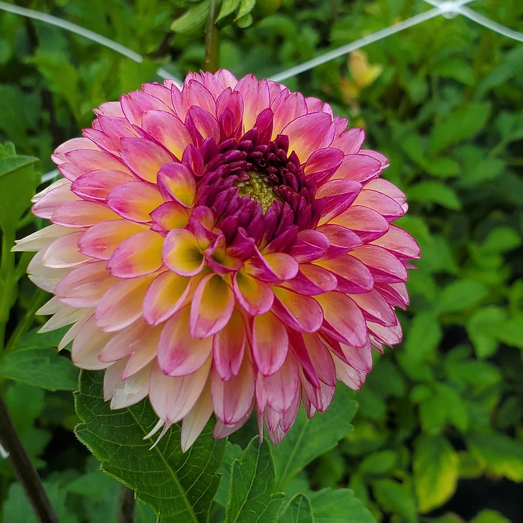 Foxy Lady - фото 2